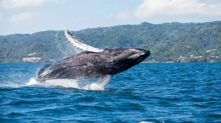 Go Whale Watching in Samaná Things to Do in Dominican Republic